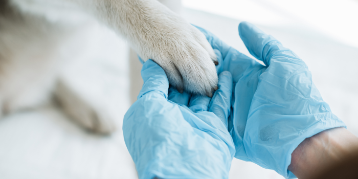 Burns White Announces Formation of Veterinary Legal Services Practice Group