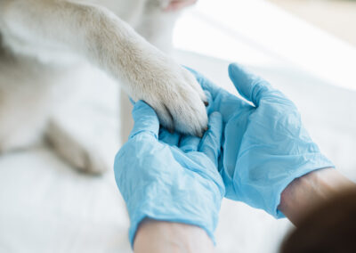 Veterinary Legal Services